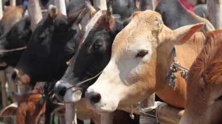 Valentine day 2023: 'काउ हग डे': कांग्रेस ने बीजेपी पर साधा निशाना; उस दिन 'सिली सोल्स' में ...