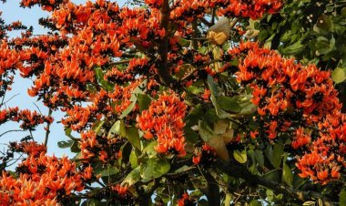 लाभदायक पेंड: ऐसा वृक्ष जिससे होगा बड़ा फायदा,फूल, पत्ती, छाल सब है उपयोगी ।